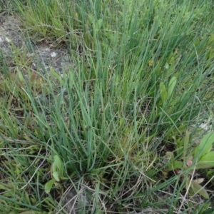 Schoenoplectus pungens at Maffra, NSW - 14 Nov 2020 02:10 PM