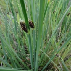 Schoenoplectus pungens at Maffra, NSW - 14 Nov 2020 02:10 PM