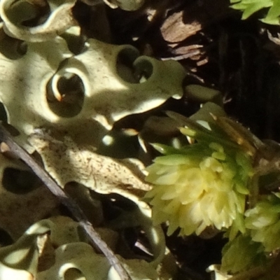 Xanthoparmelia semiviridis at Maffra, NSW - 14 Nov 2020 by AndyRussell