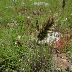 Enneapogon nigricans at Maffra, NSW - 14 Nov 2020