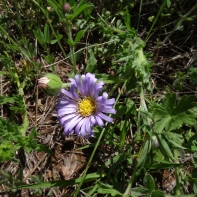 Calotis glandulosa (Mauve Burr-daisy) at Maffra, NSW - 14 Nov 2020 by AndyRussell