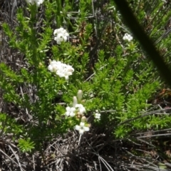 Asperula conferta at Maffra, NSW - 14 Nov 2020