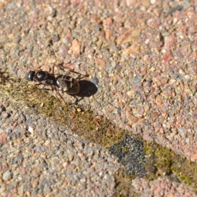 Iridomyrmex sp. (genus) (Ant) at Wamboin, NSW - 3 Nov 2020 by natureguy
