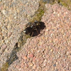 Iridomyrmex purpureus at Wamboin, NSW - 3 Nov 2020