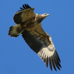 Haliaeetus leucogaster (White-bellied Sea-Eagle) at Wonga Wetlands - 9 Mar 2020 by Kyliegw