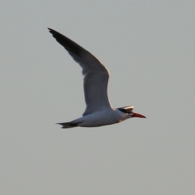 Hydroprogne caspia (Caspian Tern) at Ebden, VIC - 7 Jan 2019 by KylieWaldon