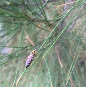 Tiphiidae (family) at Murrumbateman, NSW - 26 Jan 2021