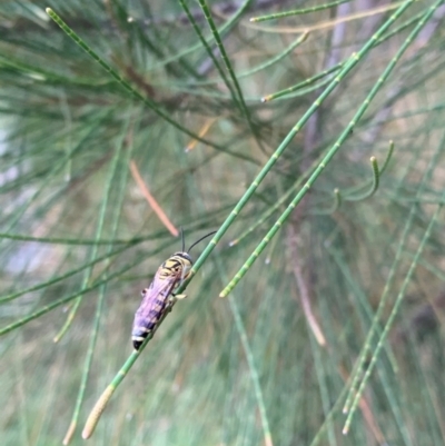 Tiphiidae (family) (Unidentified Smooth flower wasp) at Murrumbateman, NSW - 26 Jan 2021 by SimoneC