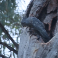 Callocephalon fimbriatum (Gang-gang Cockatoo) at Red Hill, ACT - 26 Jan 2021 by roymcd