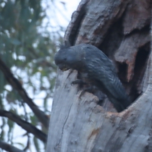 Callocephalon fimbriatum at Red Hill, ACT - 26 Jan 2021