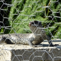 Egernia cunninghami at Yass River, NSW - 22 Jan 2021