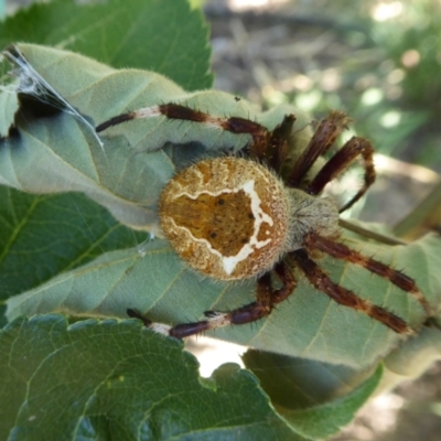 Backobourkia sp. (genus) (An orb weaver) at Rugosa - 23 Jan 2021 by SenexRugosus