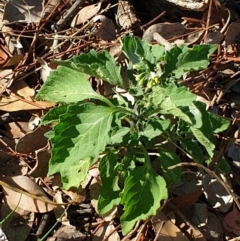 Solanum nigrum at Cook, ACT - 25 Jan 2021