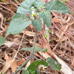 Solanum nigrum (Black Nightshade) at Mount Painter - 25 Jan 2021 by drakes