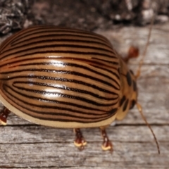 Paropsisterna intacta at Melba, ACT - 17 Jan 2021