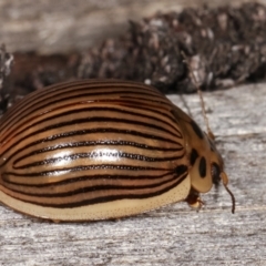 Paropsisterna intacta at Melba, ACT - 17 Jan 2021