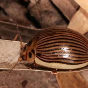 Paropsisterna intacta at Melba, ACT - 17 Jan 2021