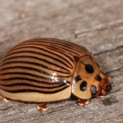 Paropsisterna intacta at Melba, ACT - 17 Jan 2021