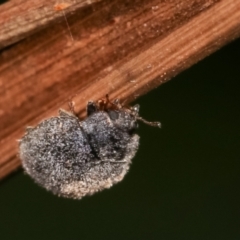 Coccinellidae (family) at Melba, ACT - 17 Jan 2021 10:09 PM