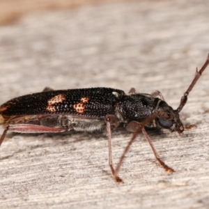 Phoracantha punctata at Melba, ACT - 17 Jan 2021