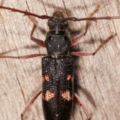 Phoracantha punctata at Melba, ACT - 17 Jan 2021