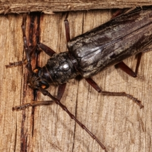 Pachydissus sericus at Melba, ACT - 18 Jan 2021 10:22 PM