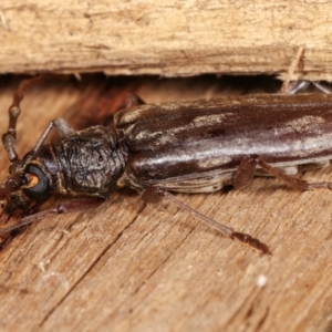 Pachydissus sericus at Melba, ACT - 18 Jan 2021 10:22 PM