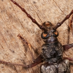 Pachydissus sericus at Melba, ACT - 18 Jan 2021 10:22 PM