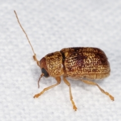 Aporocera (Aporocera) melanocephala at Melba, ACT - 18 Jan 2021 10:55 PM