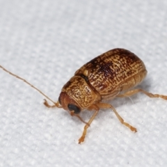 Aporocera (Aporocera) melanocephala at Melba, ACT - 18 Jan 2021