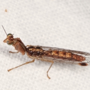 Mantispidae (family) at Melba, ACT - 18 Jan 2021