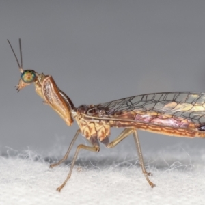 Mantispidae (family) at Melba, ACT - 18 Jan 2021