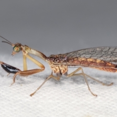 Mantispidae (family) at Melba, ACT - 18 Jan 2021 11:00 PM