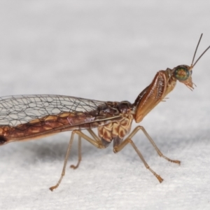 Mantispidae (family) at Melba, ACT - 18 Jan 2021