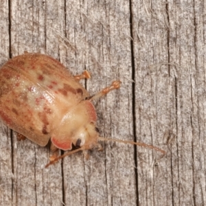 Paropsis sp. (genus) at Melba, ACT - 18 Jan 2021 11:02 PM