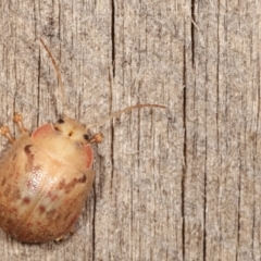 Paropsis sp. (genus) at Melba, ACT - 18 Jan 2021 11:02 PM