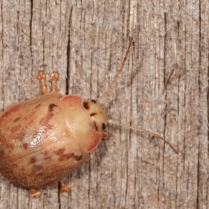 Paropsis sp. (genus) at Melba, ACT - 18 Jan 2021 11:02 PM