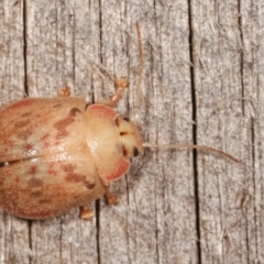 Paropsis sp. (genus) at Melba, ACT - 18 Jan 2021 11:02 PM