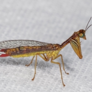 Mantispidae (family) at Melba, ACT - 18 Jan 2021