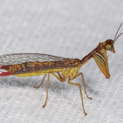 Mantispidae (family) (Unidentified mantisfly) at Melba, ACT - 18 Jan 2021 by kasiaaus