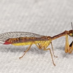 Mantispidae (family) at Melba, ACT - 18 Jan 2021