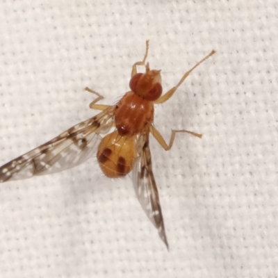 Pyrgotidae sp. (family) (A pyrgotid fly) at Melba, ACT - 18 Jan 2021 by kasiaaus