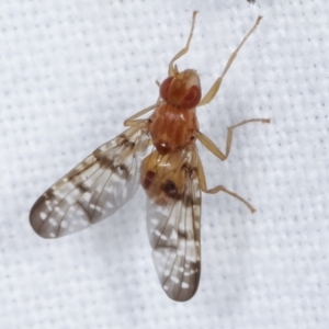 Pyrgotidae sp. (family) at Melba, ACT - 18 Jan 2021 10:43 PM