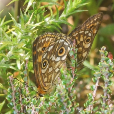 Oreixenica correae (Orange Alpine Xenica) at Cotter River, ACT - 23 Jan 2021 by Harrisi