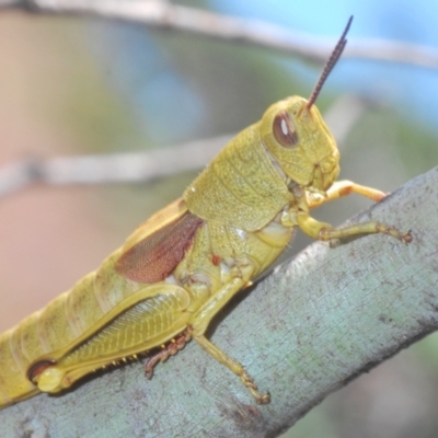 Percassa rugifrons (Mountain Grasshopper) at Cotter River, ACT - 23 Jan 2021 by Harrisi