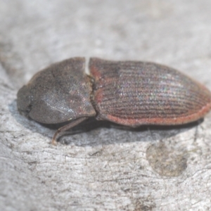 Agrypnus sp. (genus) at Cotter River, ACT - 23 Jan 2021 03:54 PM