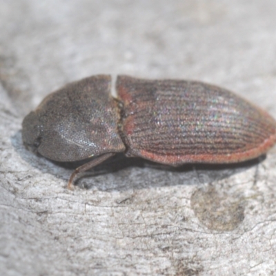 Agrypnus sp. (genus) (Rough click beetle) at Cotter River, ACT - 23 Jan 2021 by Harrisi