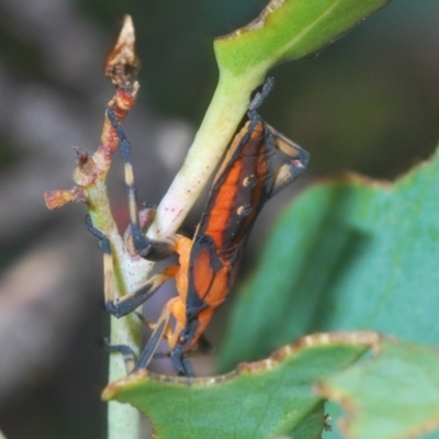 Amorbus sp. (genus) (Eucalyptus Tip bug) at Cotter River, ACT - 23 Jan 2021 by Harrisi