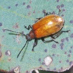 Ecnolagria grandis (Honeybrown beetle) at Cotter River, ACT - 23 Jan 2021 by Harrisi