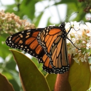 Danaus plexippus at Hughes, ACT - 26 Jan 2021 11:54 AM